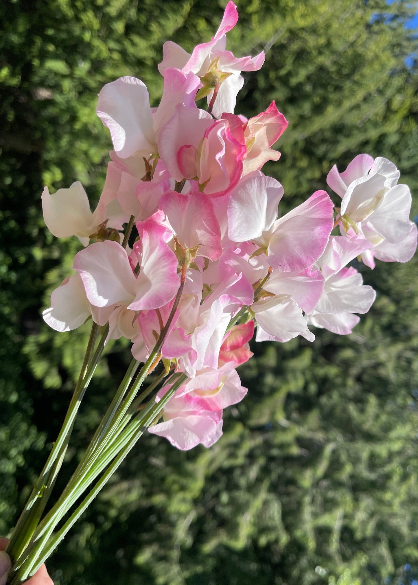 Sweet Pea Seeds: Takeda - Sugar Moon Gardens