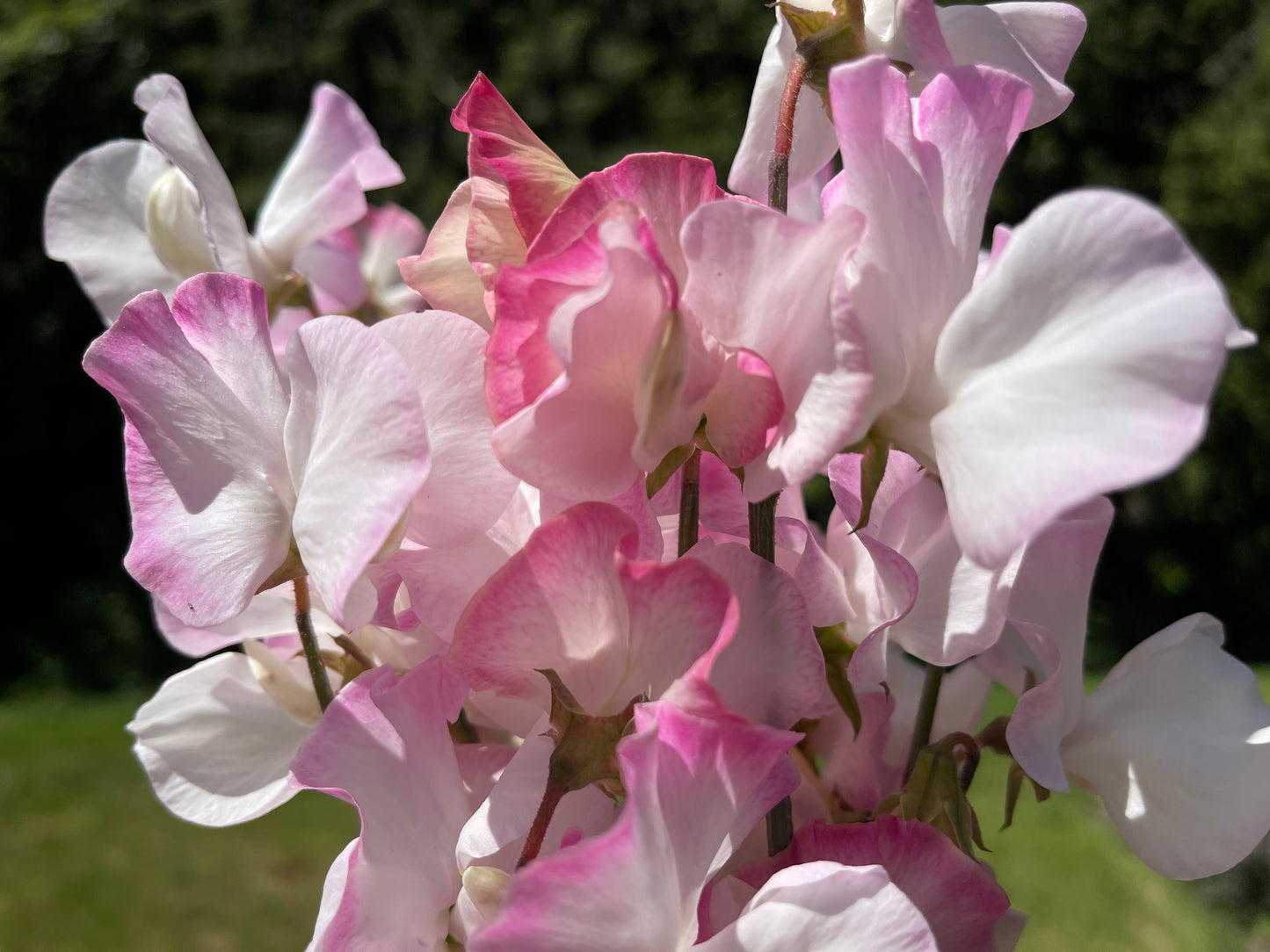 Sweet Pea Seeds: Takeda