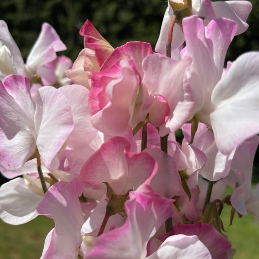 Sweet Pea Seeds: Takeda - Sugar Moon Gardens