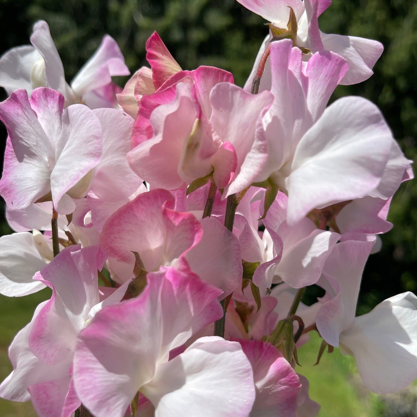 Sweet Pea Seeds: Takeda - Sugar Moon Gardens