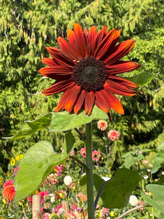 Seeds: Sunflower - Terracotta F1