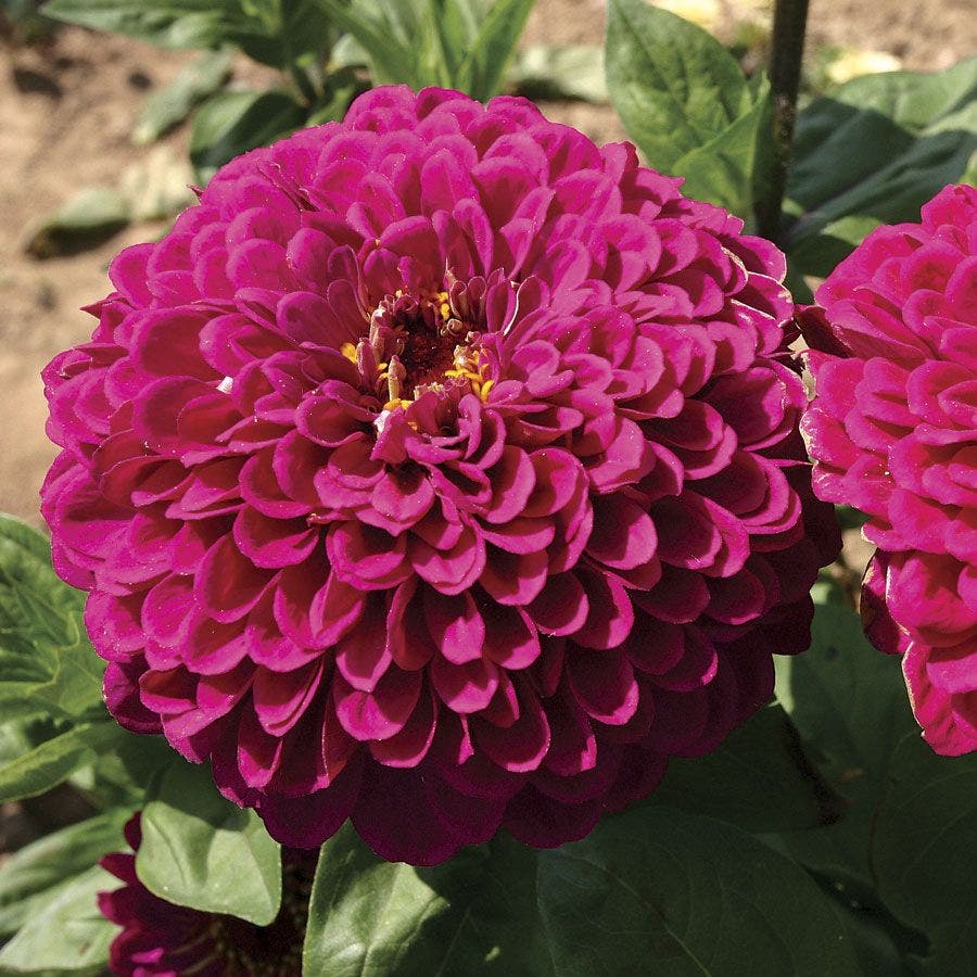 Seeds: Zinnia - Tudor - Sugar Moon Gardens