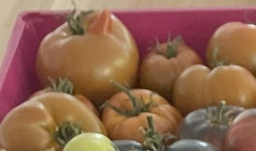 Seeds: Tomato - Tupelo Honey - Sugar Moon Gardens