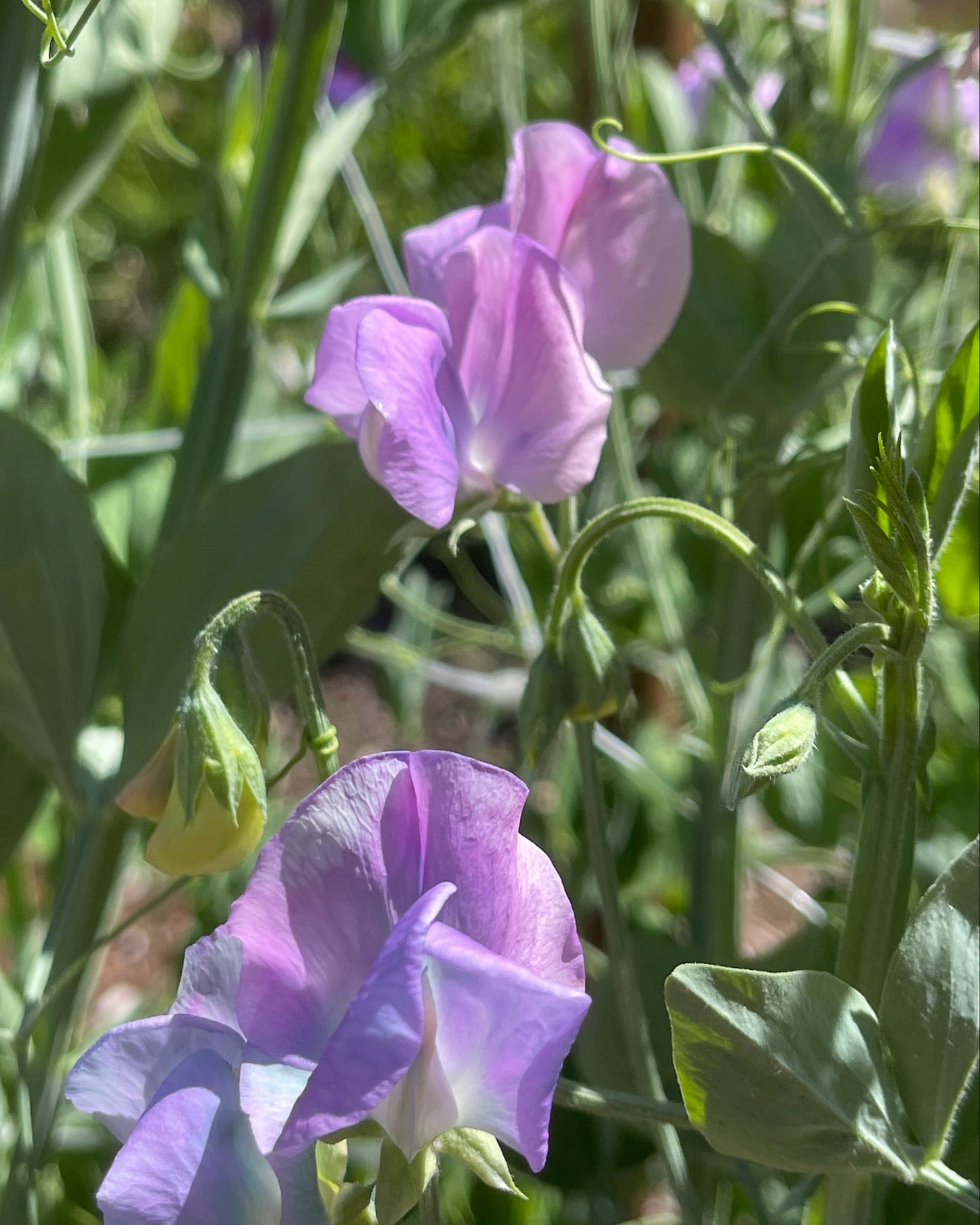 Sweet Pea Seeds: Turquoise Lagoon - Sugar Moon Gardens