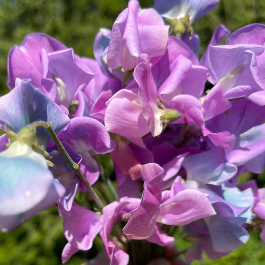 Sweet Pea Seeds: Turquoise Lagoon - Sugar Moon Gardens