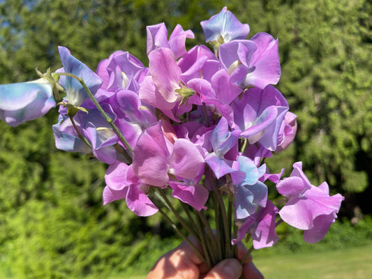 Sweet Pea Seeds: Turquoise Lagoon - Sugar Moon Gardens