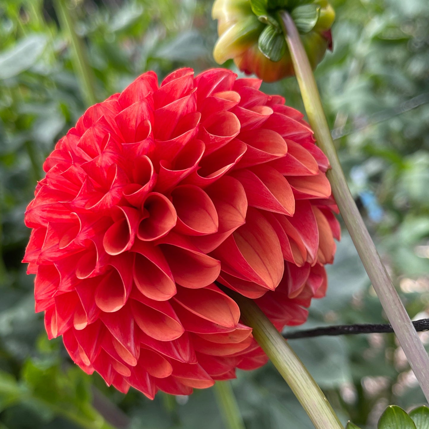 Dahlia Tuber: Valley Rust Bucket - Sugar Moon Gardens