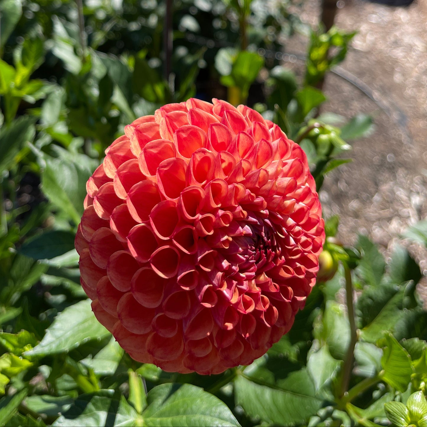 Dahlia Tuber: Valley Tawny - Sugar Moon Gardens