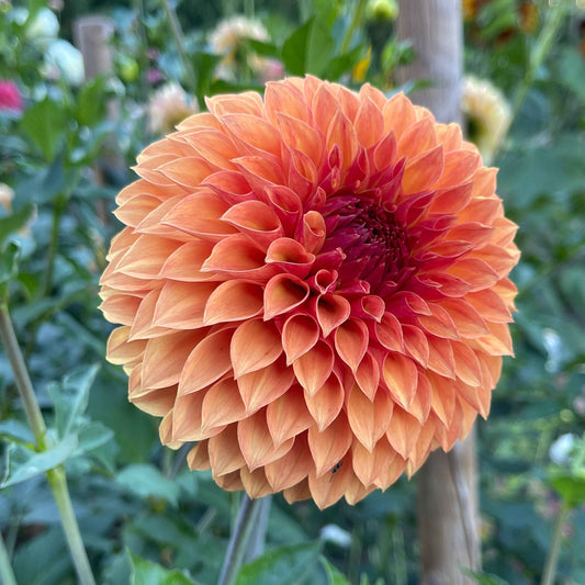 Seeds: Dahlia Solos - Verrone's Sandra J