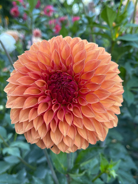 Dahlia Tuber: Verrone's Sandra J - Sugar Moon Gardens