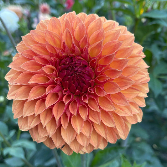 Seeds: Dahlia Solos - Verrone's Sandra J
