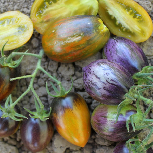 PREORDER: Veg Plant: Tomato - Cherry collection