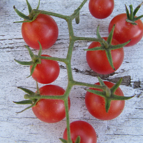 PREORDER: Veg Plant: Tomato - Cherry collection