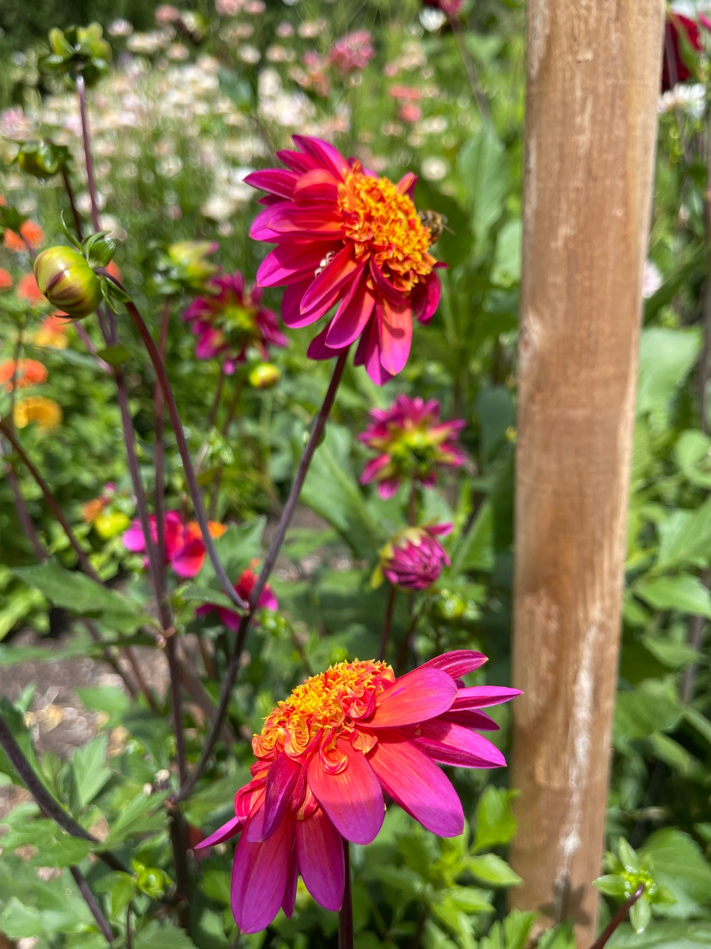 Dahlia Tuber: Wannabee