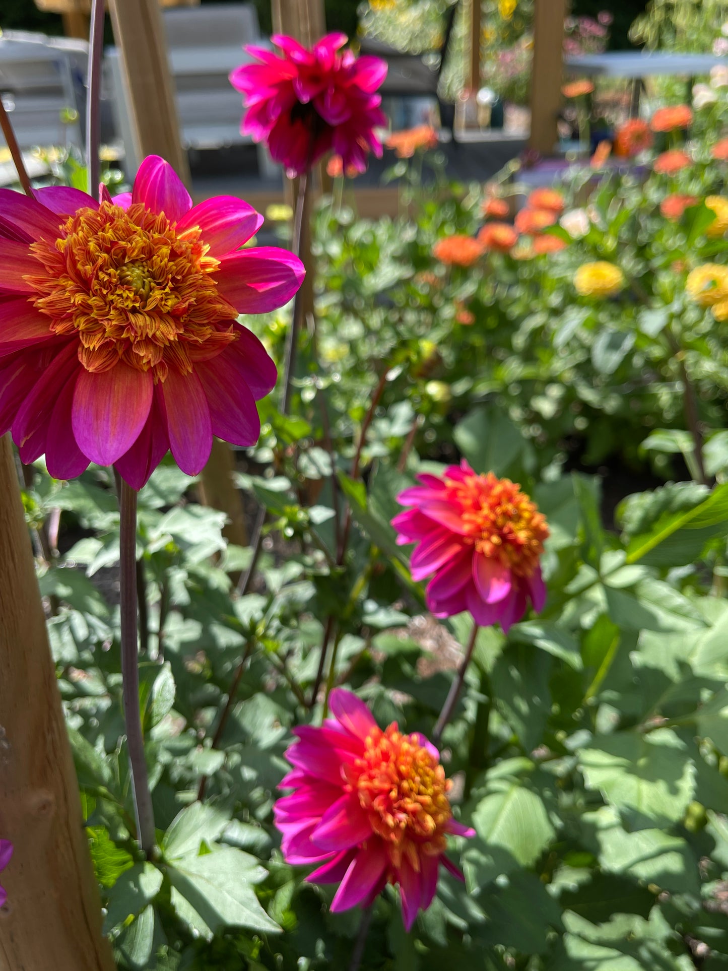 Dahlia Tuber: Wannabee