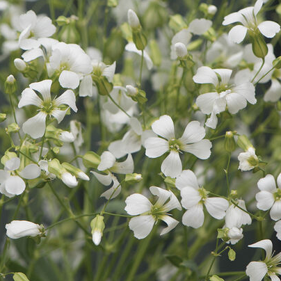 Soapwort White Beauty - Sugar Moon Gardens