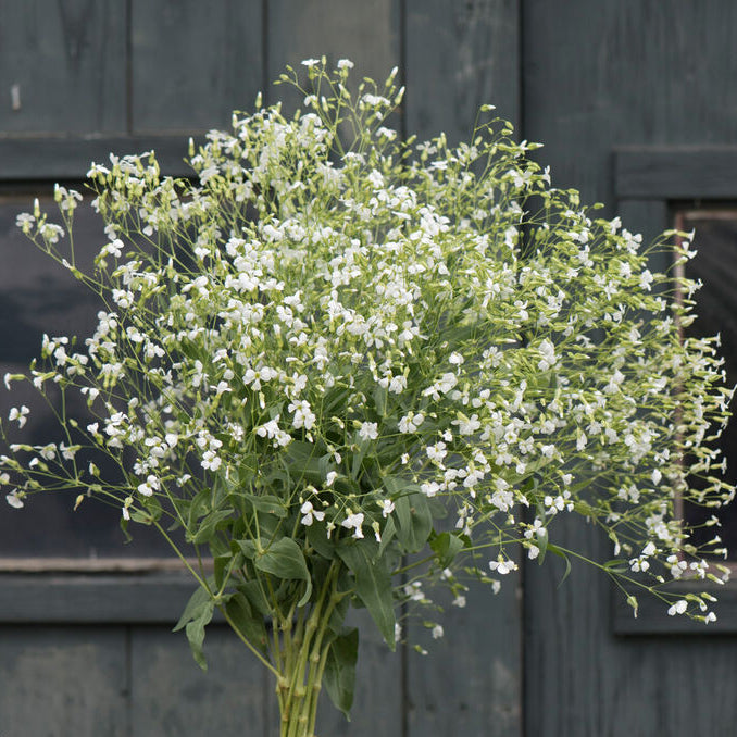 Soapwort White Beauty - Sugar Moon Gardens