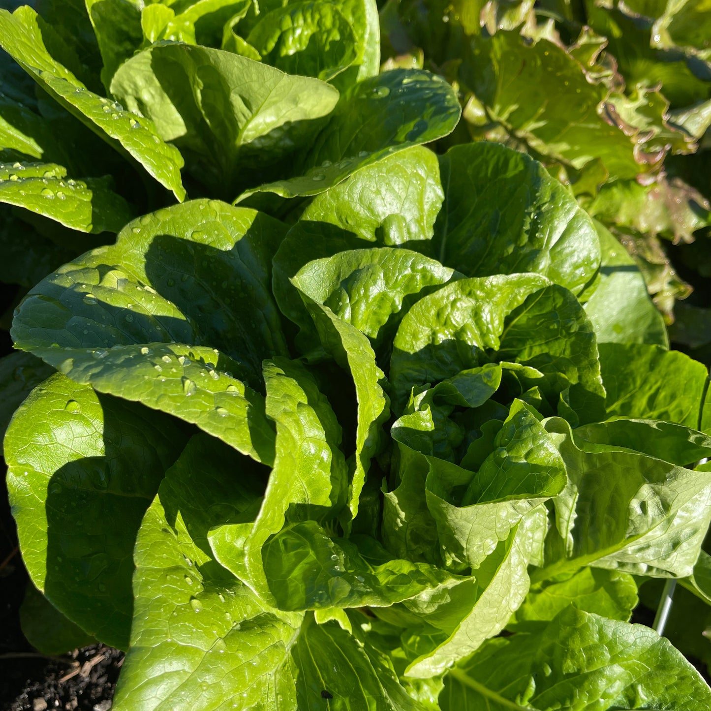 Seeds: Lettuce: Winter's Density - Sugar Moon Gardens