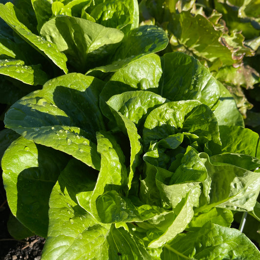 Seeds: Lettuce: Winter's Density - Sugar Moon Gardens