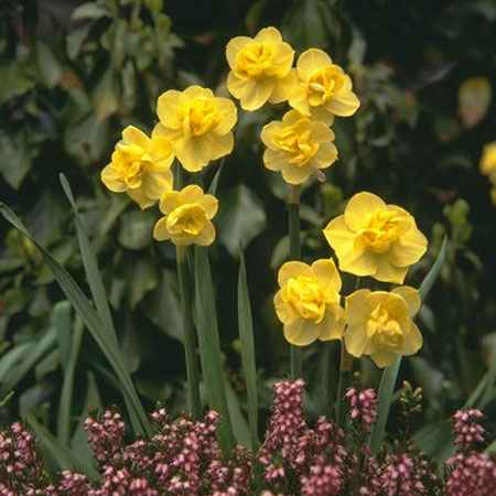Daffodil bulb: Yellow Cheerfulness