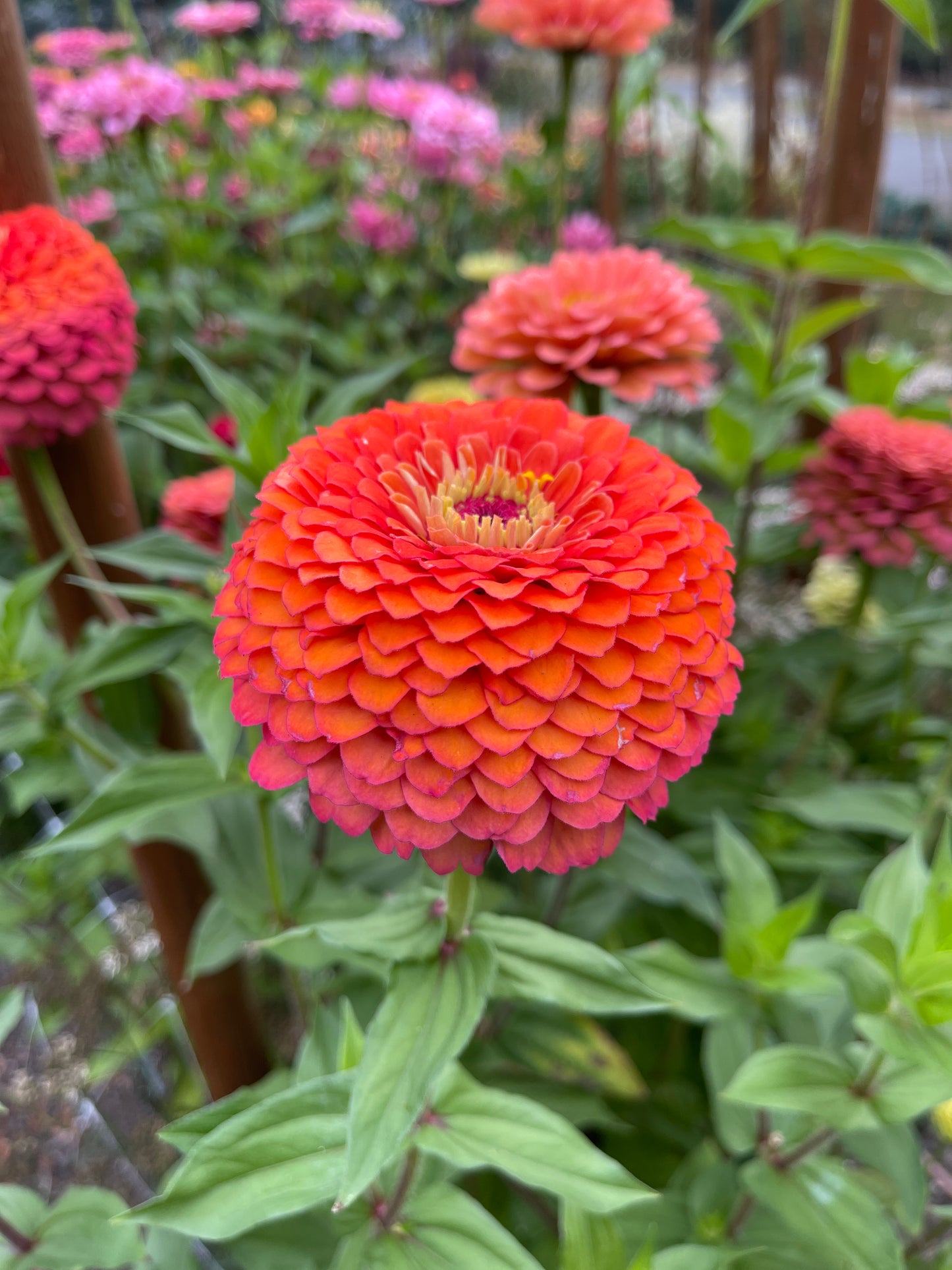 Seeds: Zinnia Solos - Orange Ombre Giant - Sugar Moon Gardens