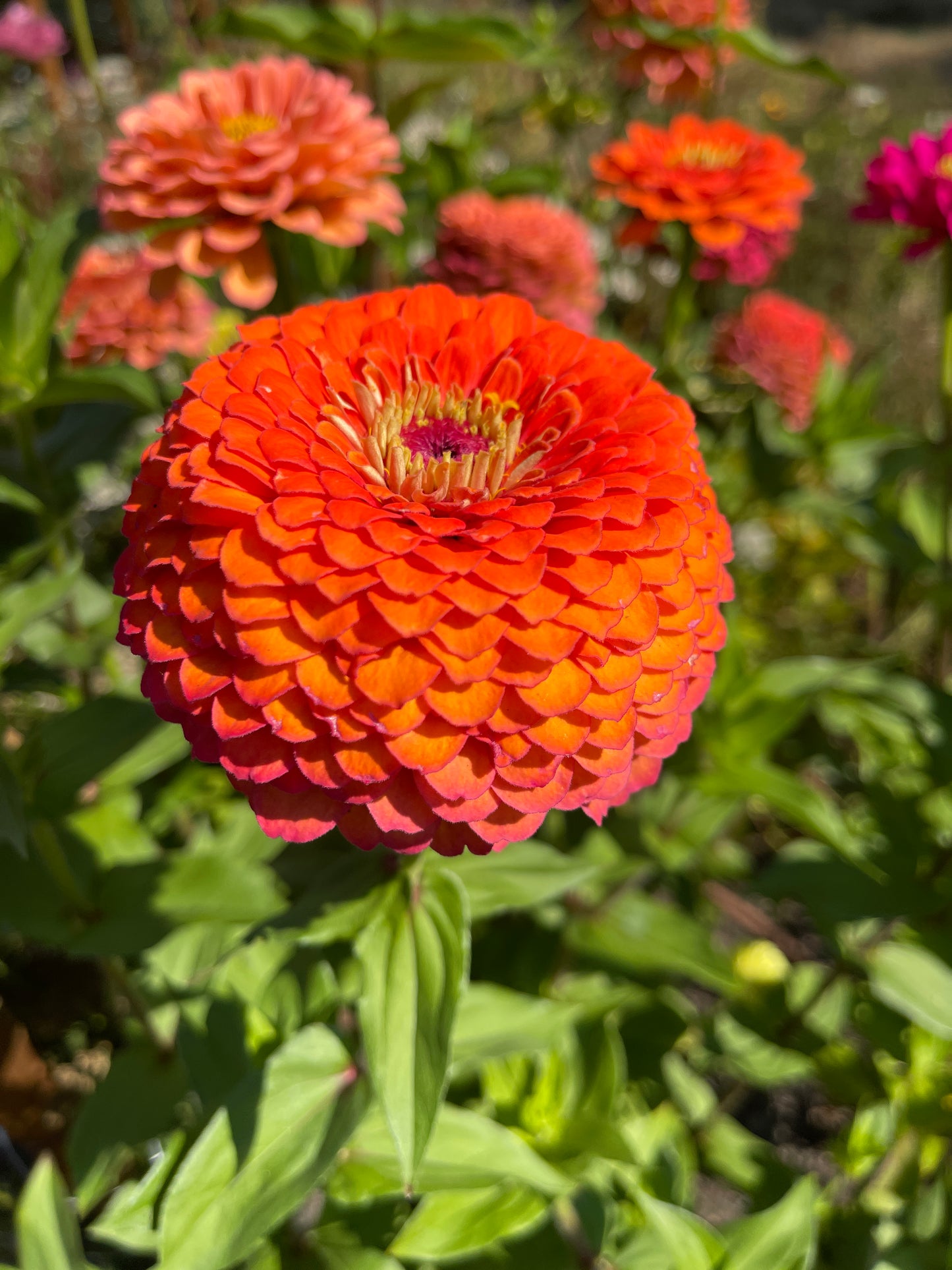 Seeds: Zinnia Solos - Orange Ombre Giant - Sugar Moon Gardens