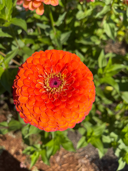 Seeds: Zinnia Solos - Orange Ombre Giant - Sugar Moon Gardens