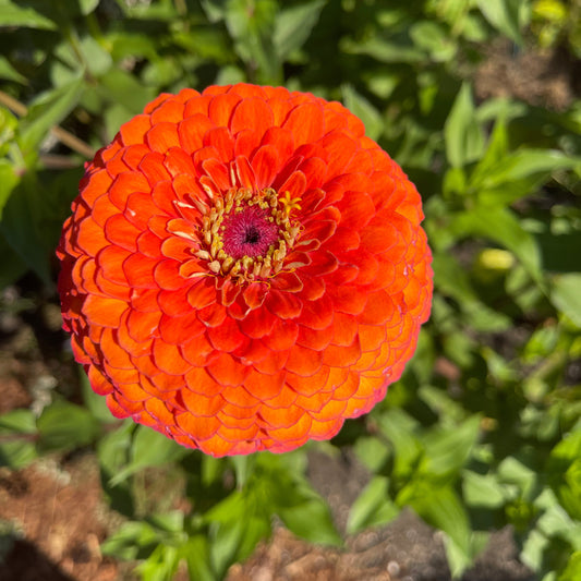 Seeds: Zinnia Solos - Orange Ombre Giant - Sugar Moon Gardens
