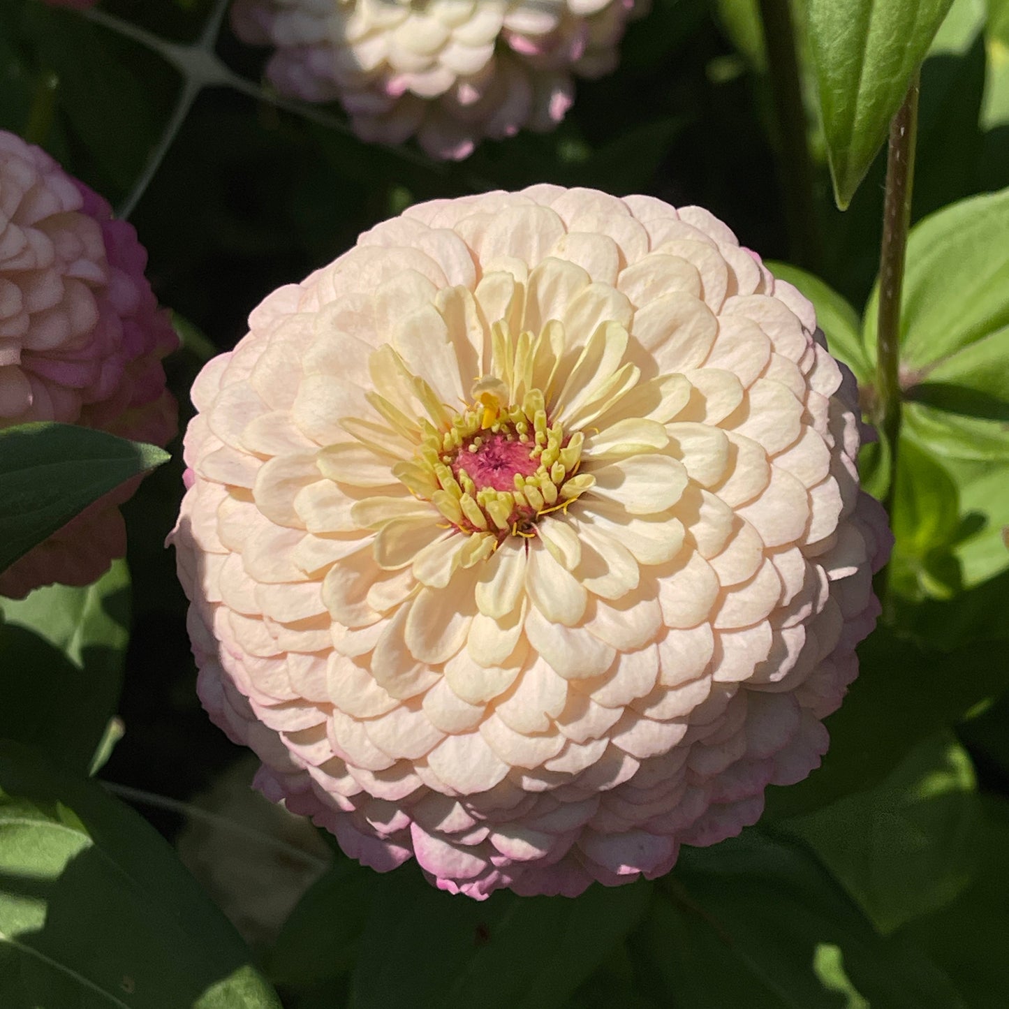 Seeds: Zinnia Solos - Pink Ombre - Sugar Moon Gardens