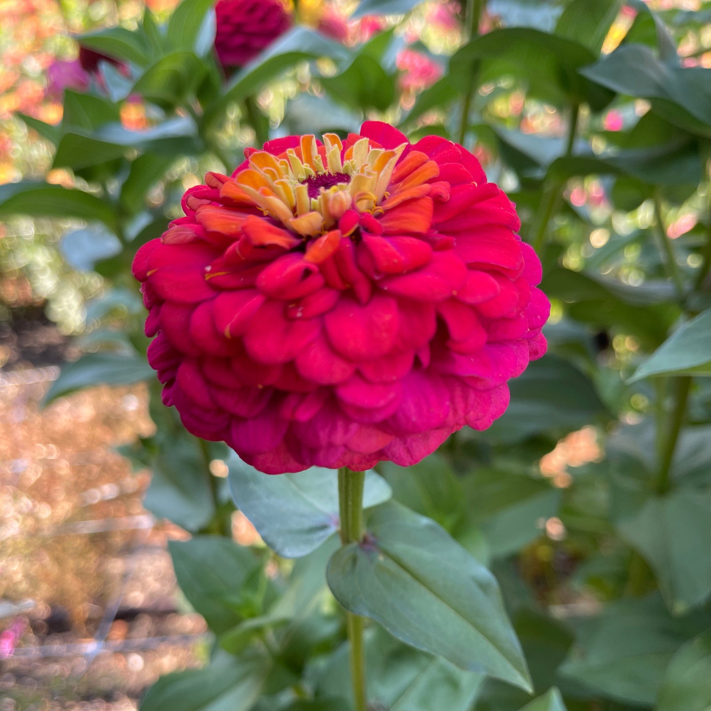Seeds: Zinnia Solos - Rainbow - Sugar Moon Gardens