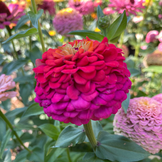 Seeds: Zinnia Solos - Rainbow - Sugar Moon Gardens