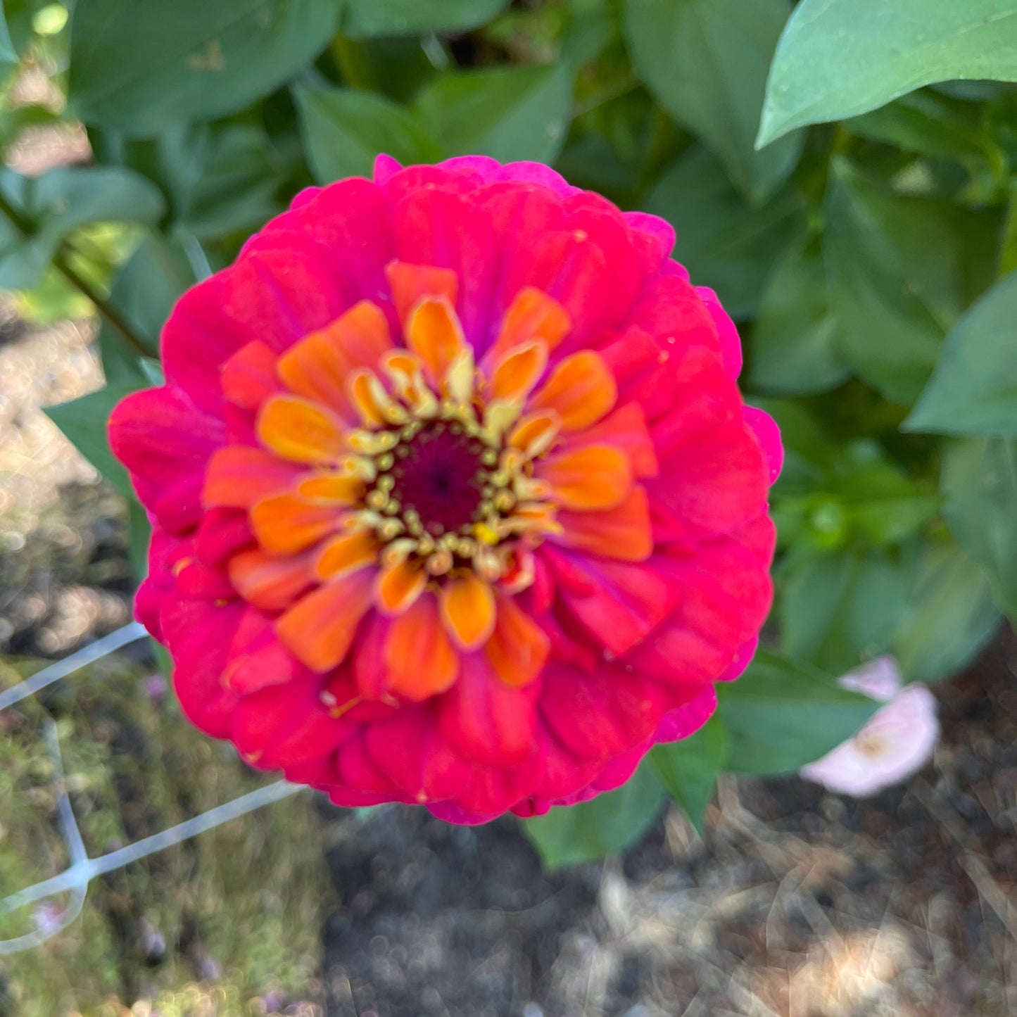 Seeds: Zinnia Solos - Rainbow - Sugar Moon Gardens