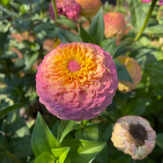 Seeds: Zinnia Solos - Gold Pink Ombre - Sugar Moon Gardens