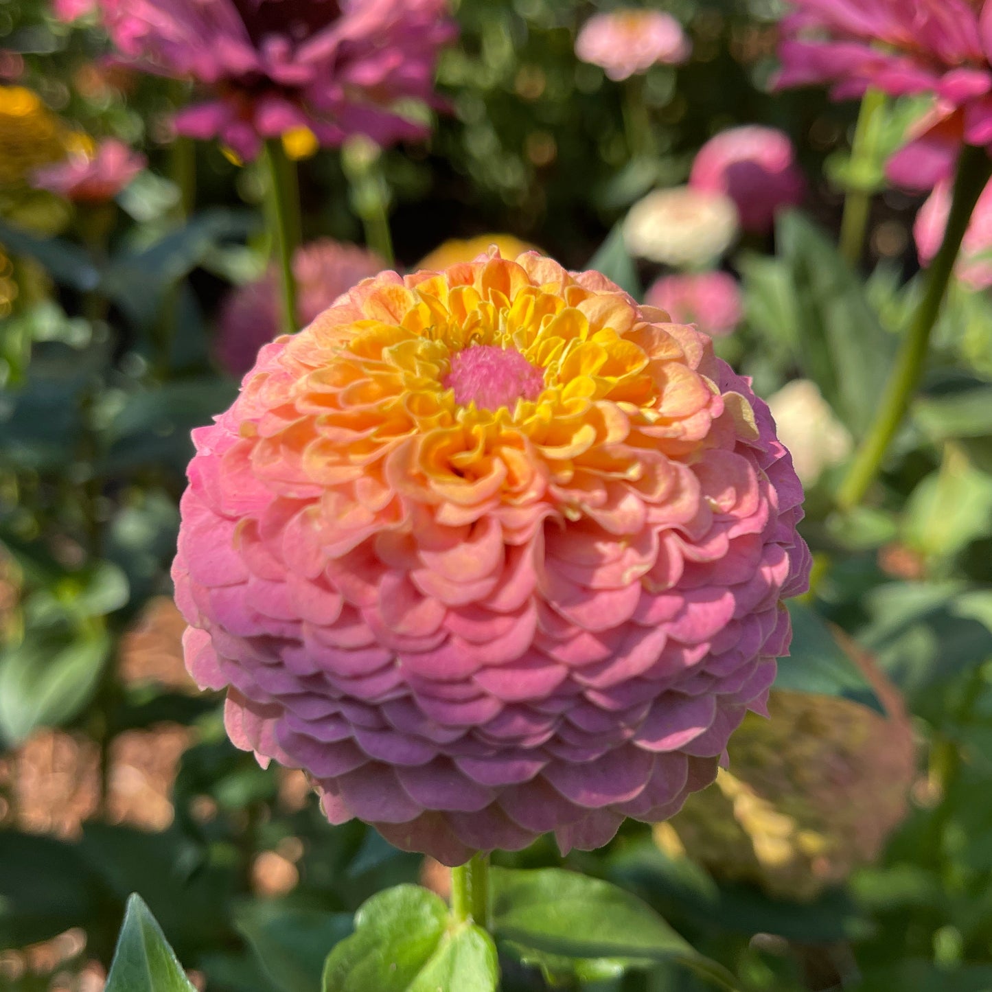 Seeds: Zinnia Solos - Gold Pink Ombre - Sugar Moon Gardens