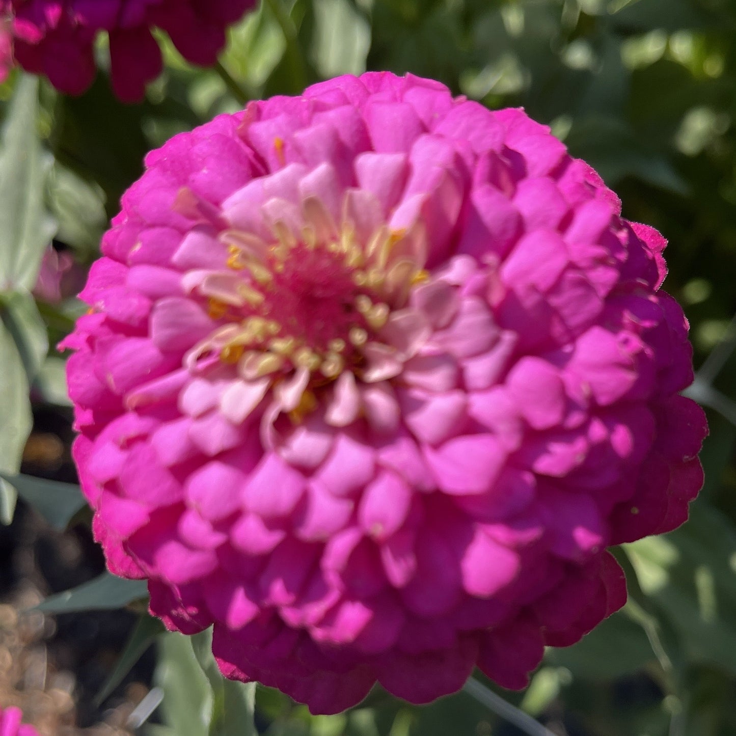 Seeds: Zinnia Solos - Fuchsia with Pink Halo - Sugar Moon Gardens