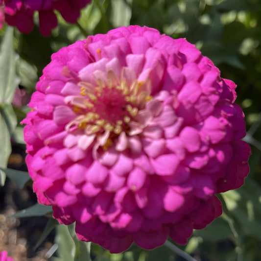 Seeds: Zinnia Solos - Fuchsia with Pink Halo - Sugar Moon Gardens