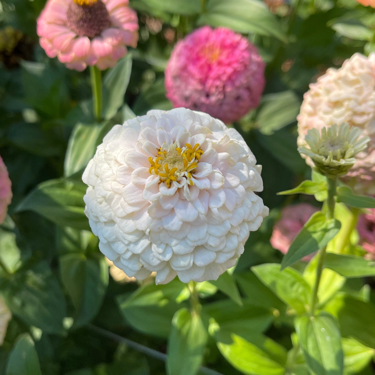 Seeds: Zinnia Solos - White - Sugar Moon Gardens
