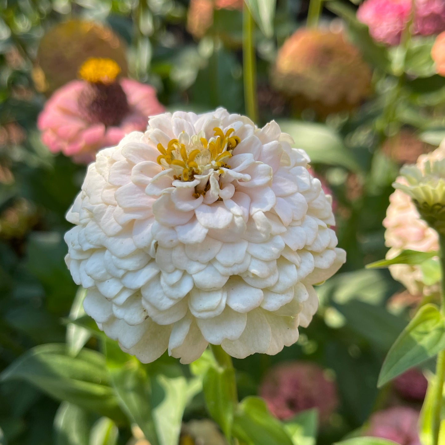 Seeds: Zinnia Solos - White - Sugar Moon Gardens