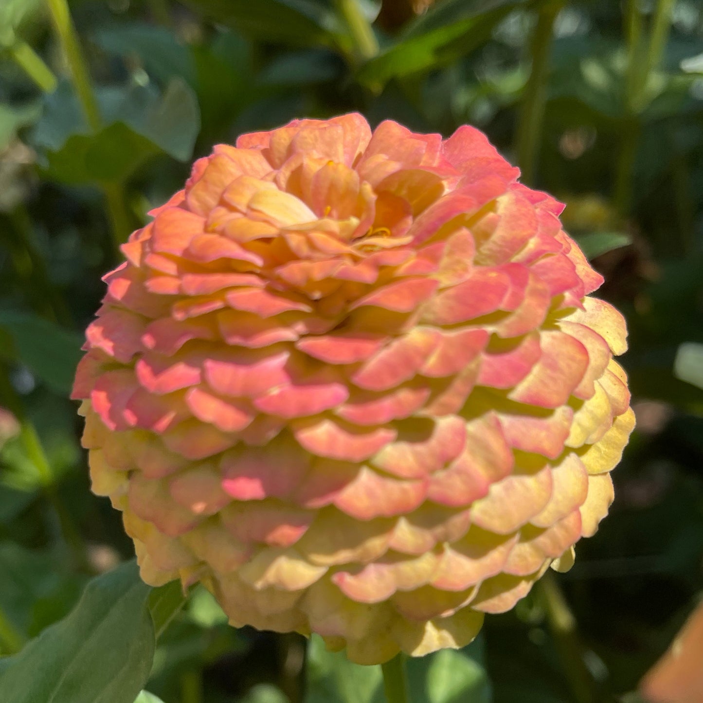 Seeds: Zinnia Solos - Gold Ombre - Sugar Moon Gardens