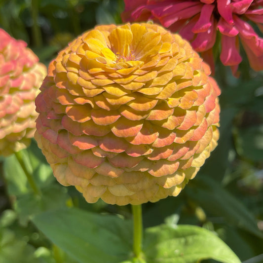 Seeds: Zinnia Solos - Gold Ombre - Sugar Moon Gardens