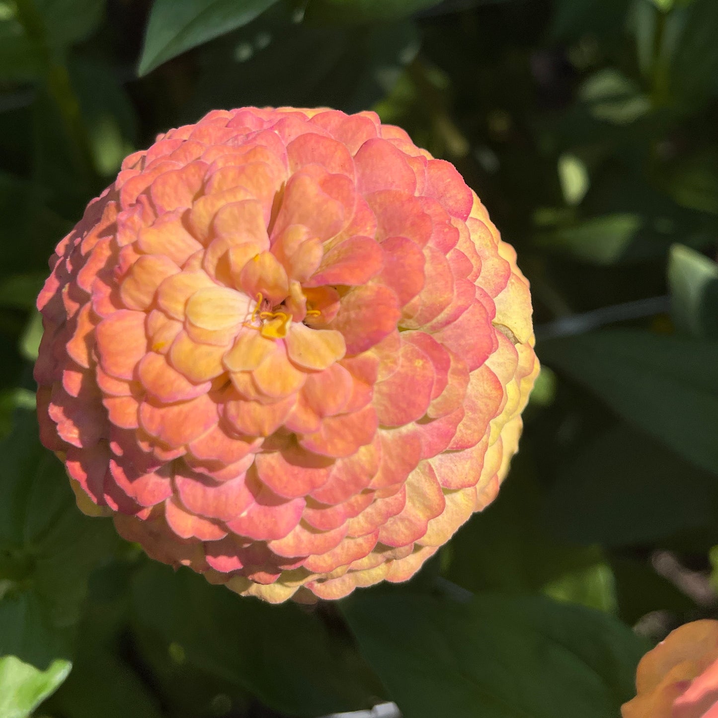 Seeds: Zinnia Solos - Gold Ombre - Sugar Moon Gardens