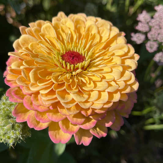 Seeds: Zinnia Solos - Apricot Double - Sugar Moon Gardens