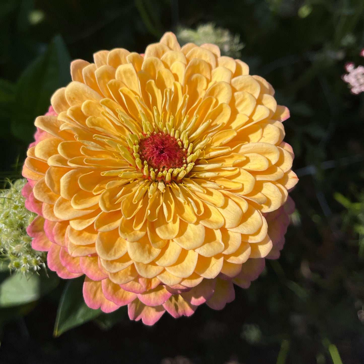 Seeds: Zinnia Solos - Apricot Double - Sugar Moon Gardens