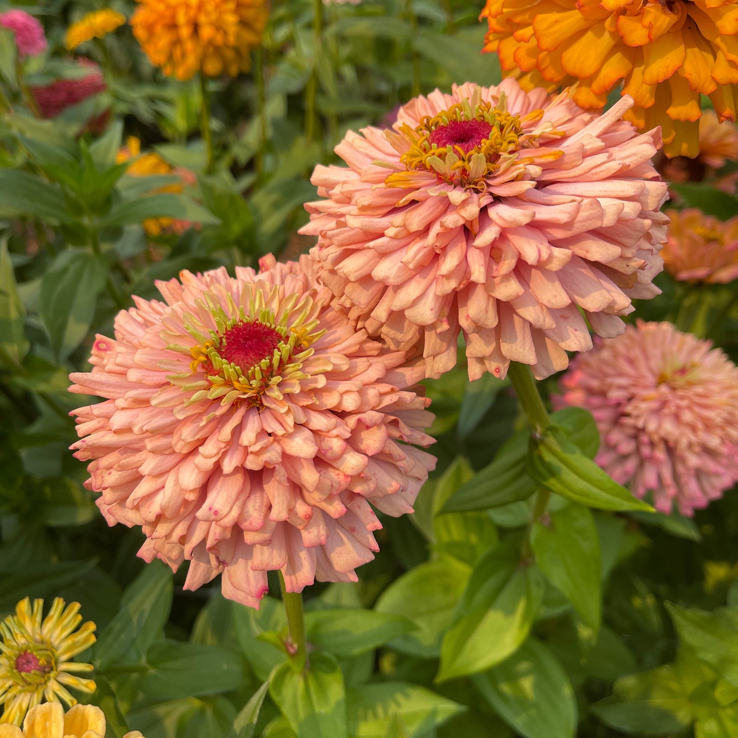 Seeds: Zinnia Solos - Coral Peach Cactus - Sugar Moon Gardens