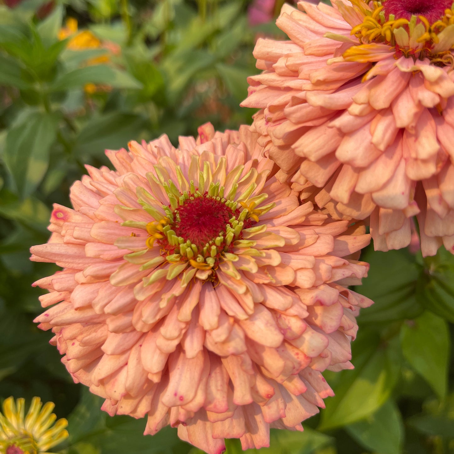 Seeds: Zinnia Solos - Coral Peach Cactus - Sugar Moon Gardens
