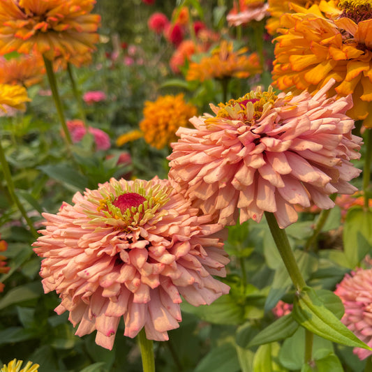 Seeds: Zinnia Solos - Coral Peach Cactus - Sugar Moon Gardens