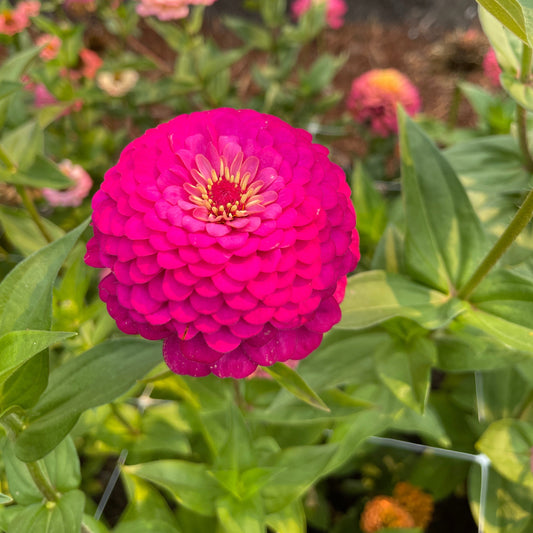 Seeds: Zinnia Solos - Fuchsia Double Giant - Sugar Moon Gardens