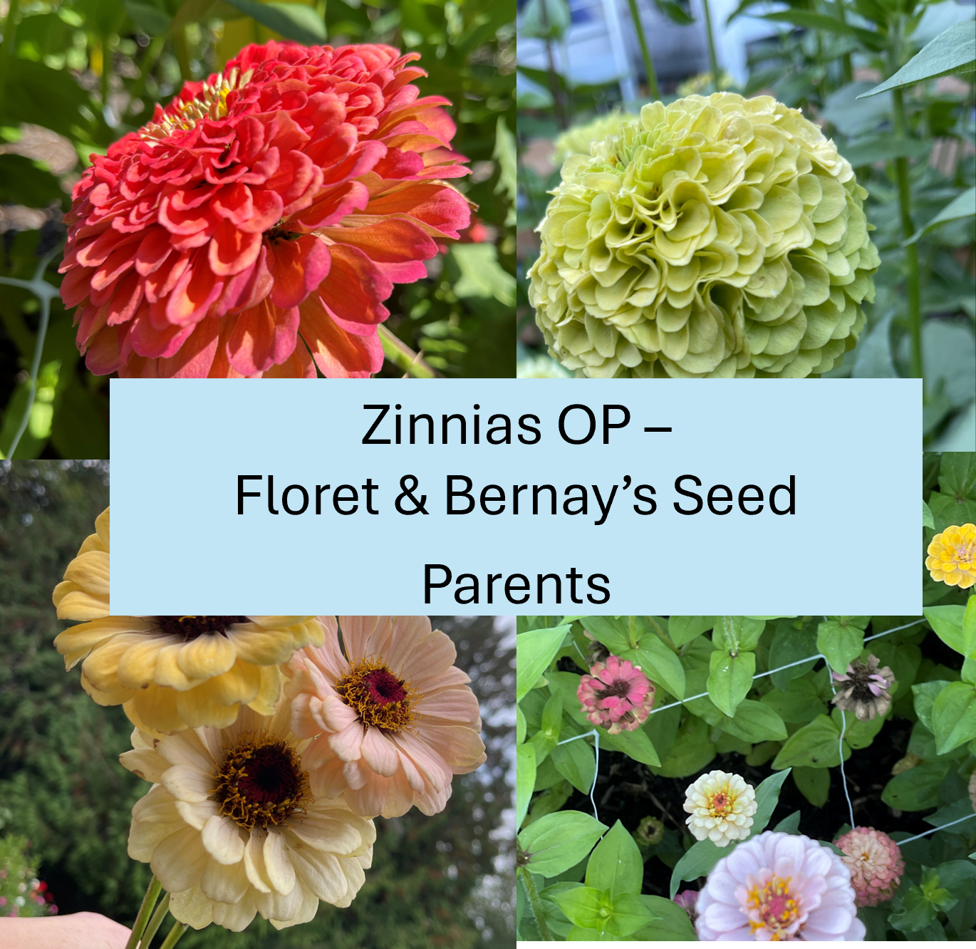 PREORDER: Flower Plant: Zinnia - Open Pollinated