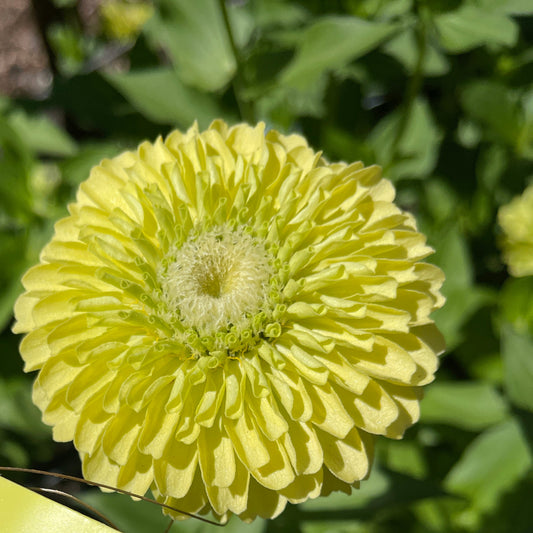 Seeds: Zinnia - Benary's Giant Lime - Sugar Moon Gardens