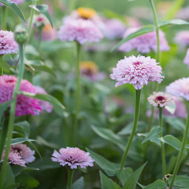 Seeds: Zinnia - Zinderella Lilac - Sugar Moon Gardens